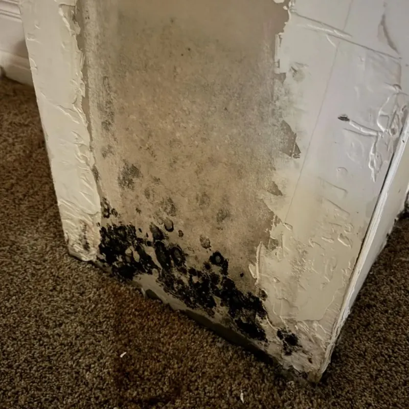 Professional Mold Removal in Evansdale, IA